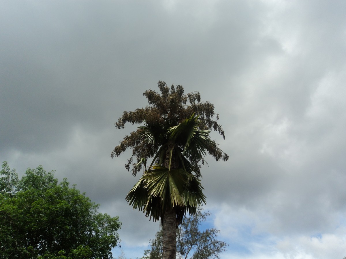 Corypha umbraculifera L.